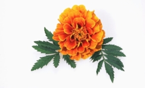 Marigold Flower India